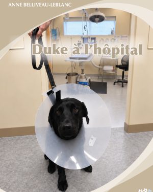 Duke à l'hôpital - Livre à l'unité